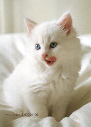 Коты из сети