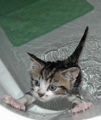 Коты из сети