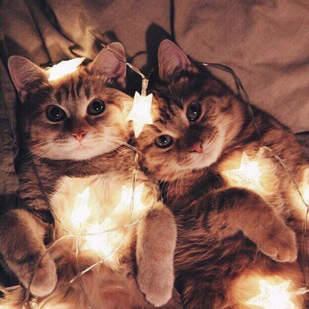 Коты из сети