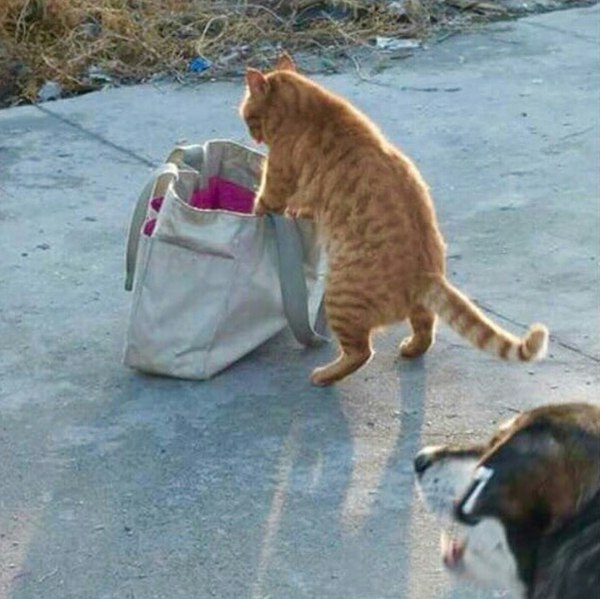 Коты из сети