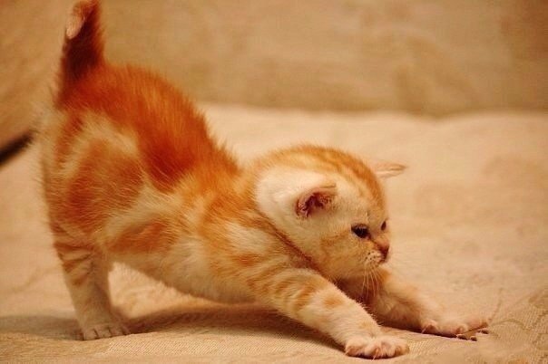Коты из сети