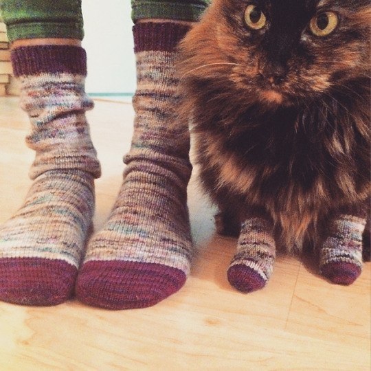 Коты и Кошки