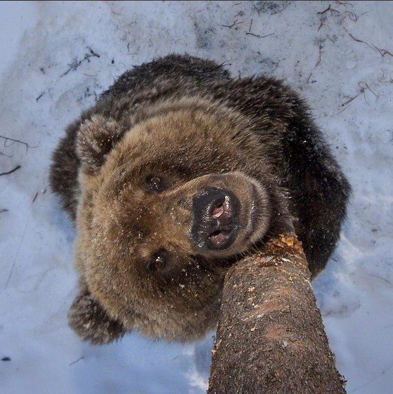 Подборка забавных животных
