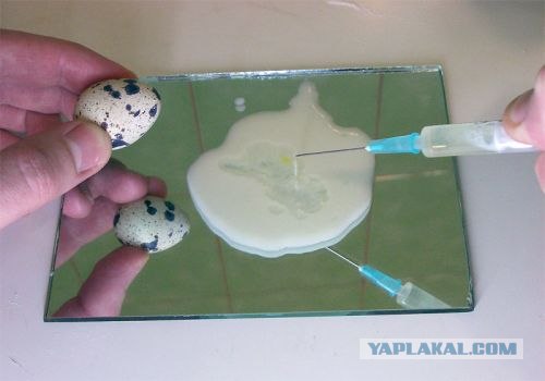 Таинство масленицы (15 фото)