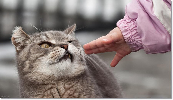 Коты и Кошки