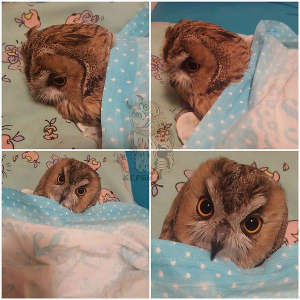 Живность из сети