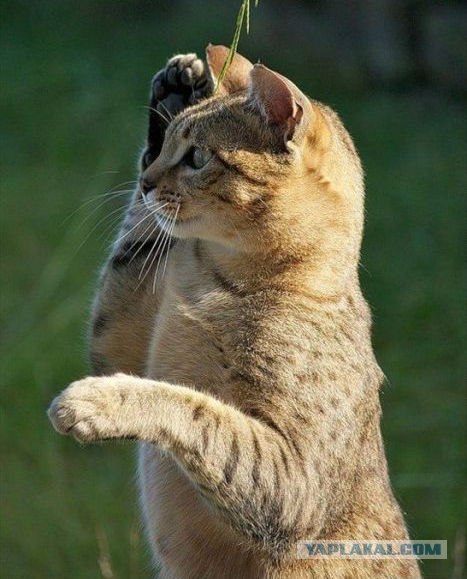 Котовторник, для любителей кошек