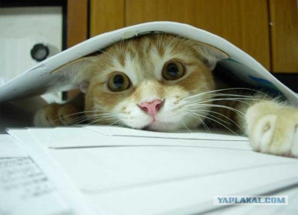 Котовторник 06.09.11