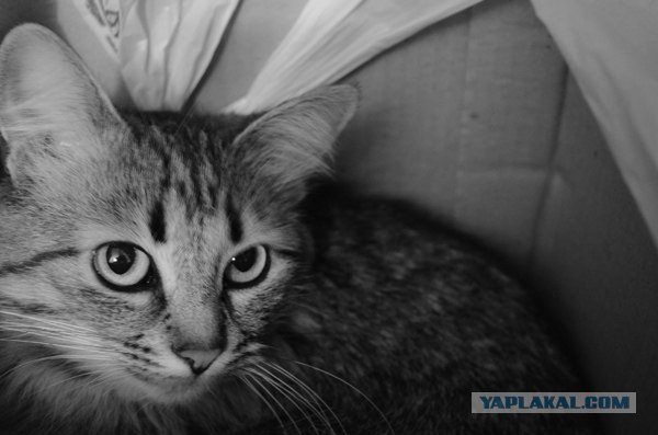 Котовторник (31.01.2012)