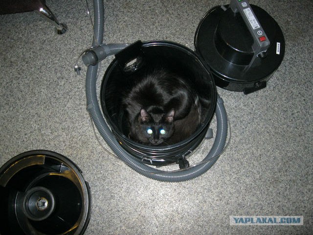 Котовторник! 13.03.2012