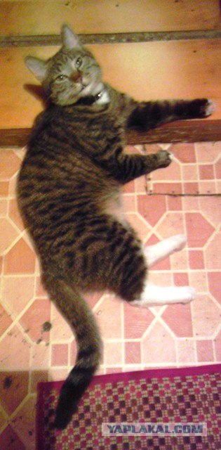 Котовторник 20.03.2012