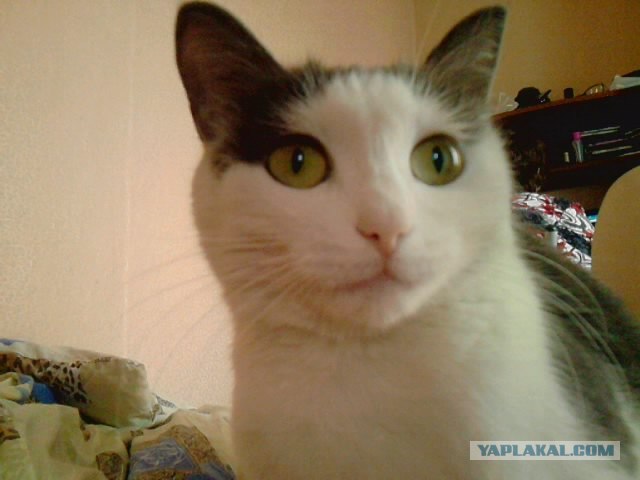 Котовторник 1 мая 2012