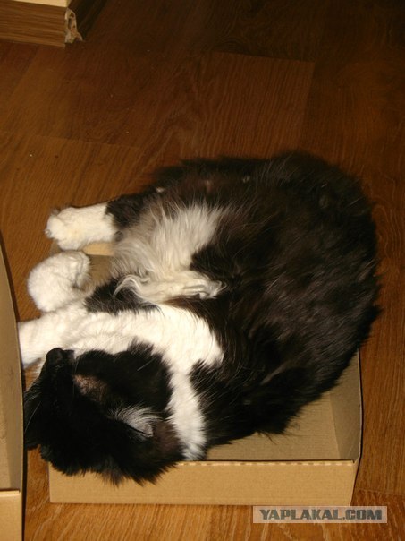 Котовторник 10. 07. 2012