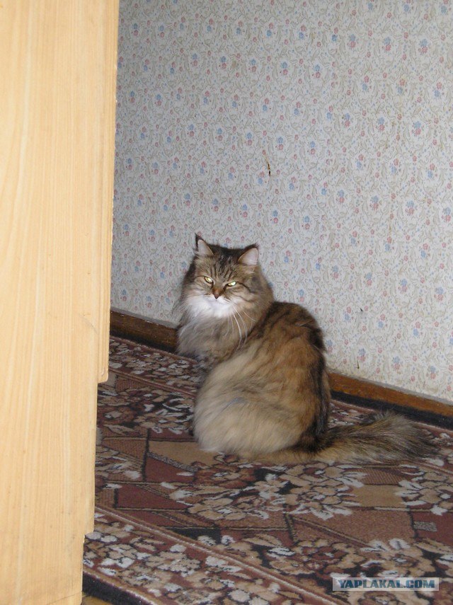 Принес кошку