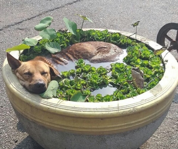 Живность из сети