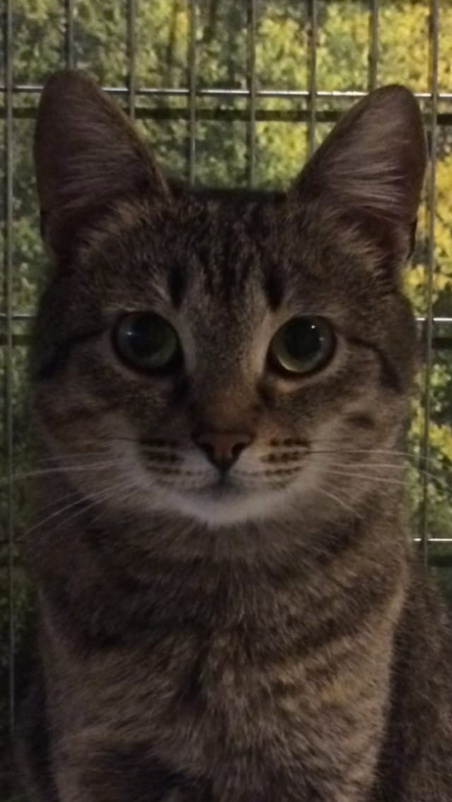 Коты из сети