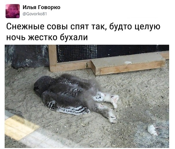 Чуток картинок 25.06.20