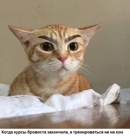 Разные картинки во вторник. С котами