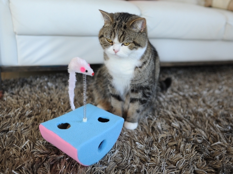 Кот обормот