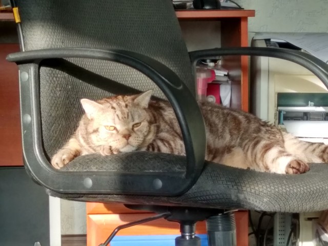 С котовторником!