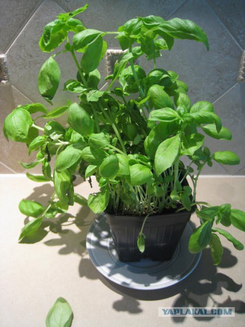 Макароны для вегетарианцев.