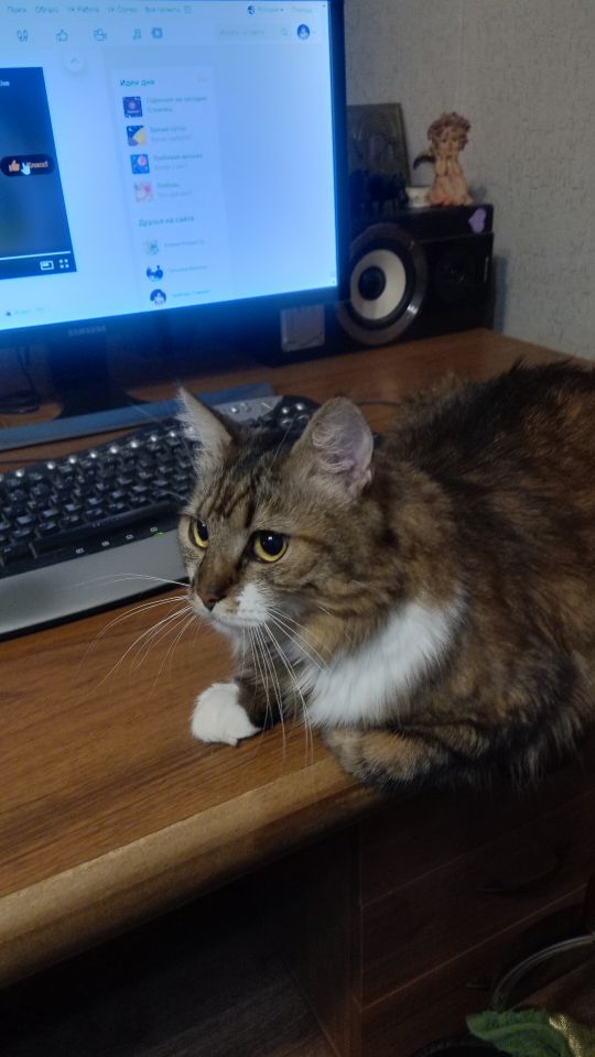 Котовторник так котовторник