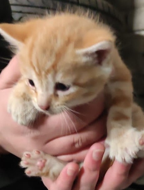 Позитивное видео про котенка