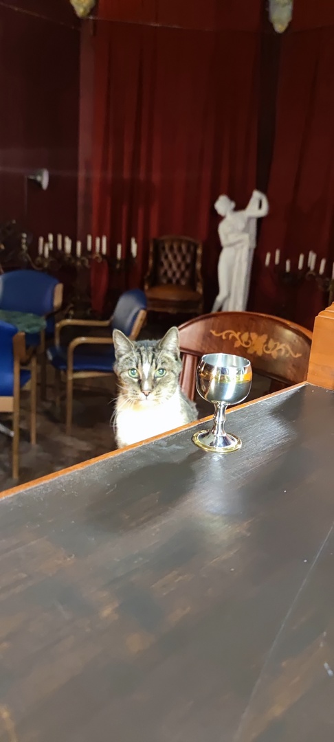 Коты-работяги
