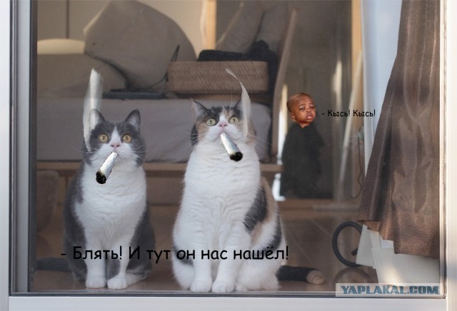 Кошачья пантомима