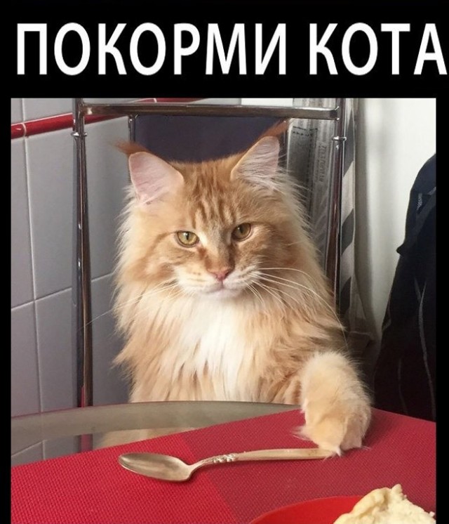 Жизнь домашнего приюта "Котоленд" 435