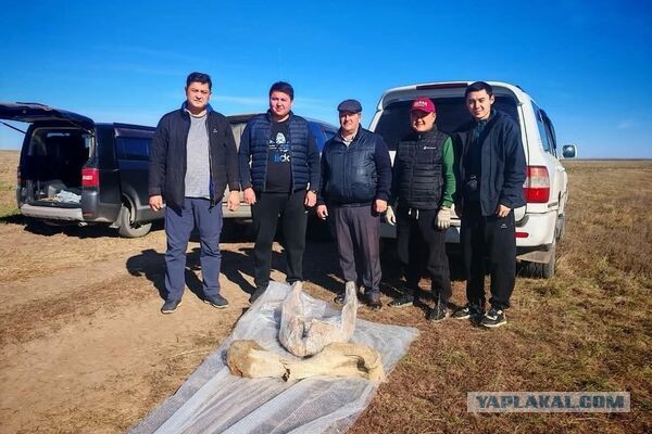 В Акмолинской области нашли кости мамонта (Казахстан)