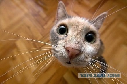 Где КОТ