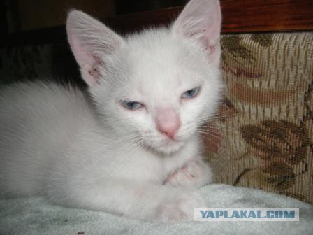 Котовторник 16.09.14