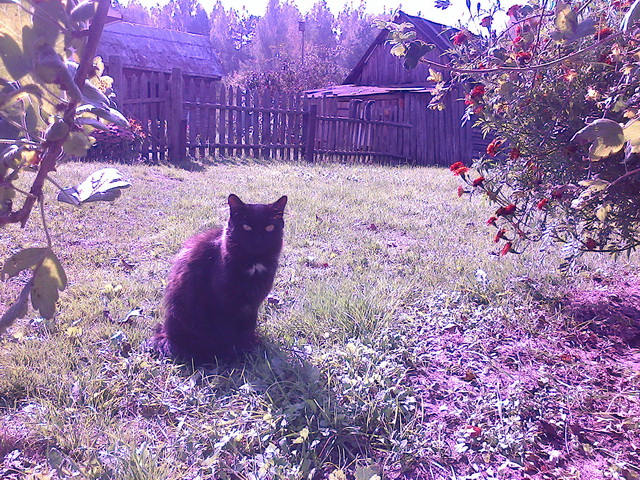 Котовторник 07 04 2015