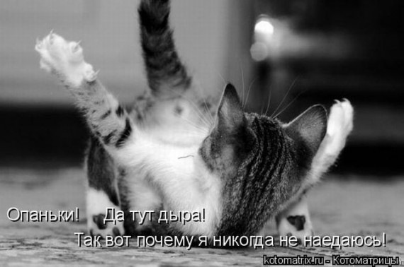 25 котофотоприколов.