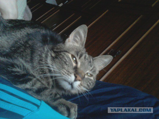 Котовторник 16.06.2015., Котовторник наступил!