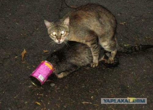 Это жесть.