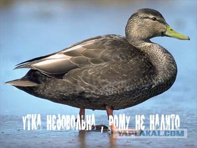 Гламурный шулюм. Почти. Хуле