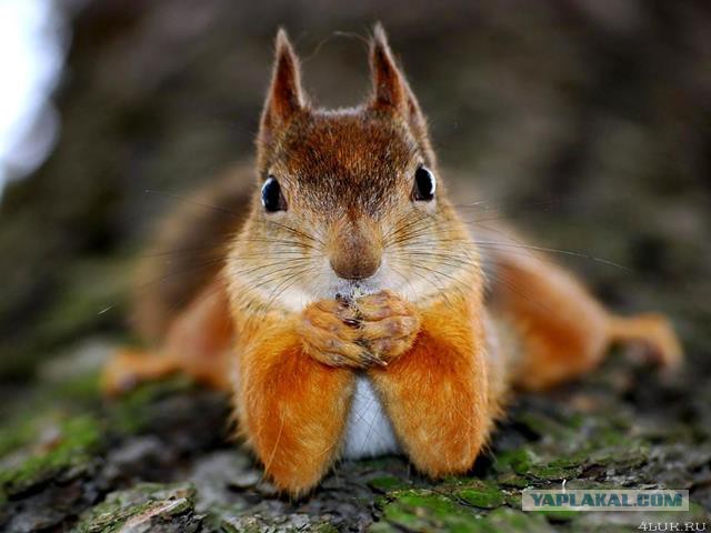 И все-таки, соцсети зло!