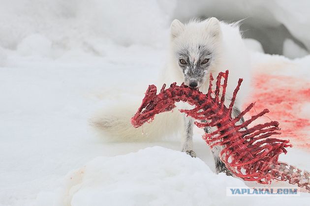 В этом доме я мог умереть