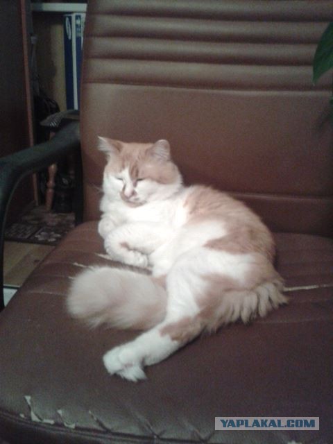 Котовторник 15.03