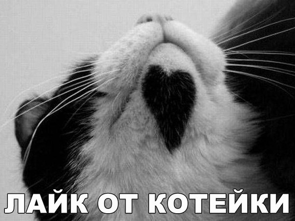 Мохнатые беспредельщики