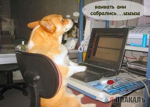 Внимание! У Ликоса пропала совесть!