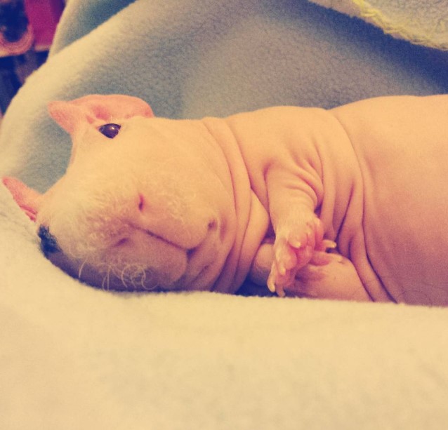 Милейший и совершенно голый Людвик — самая популярная морская свинка в Instagram