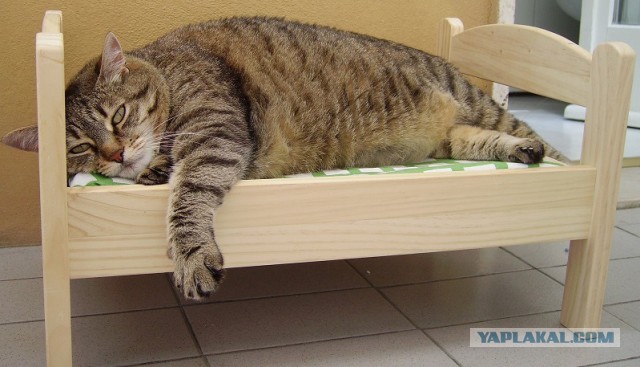 Коты, которые пытались что-то украсть