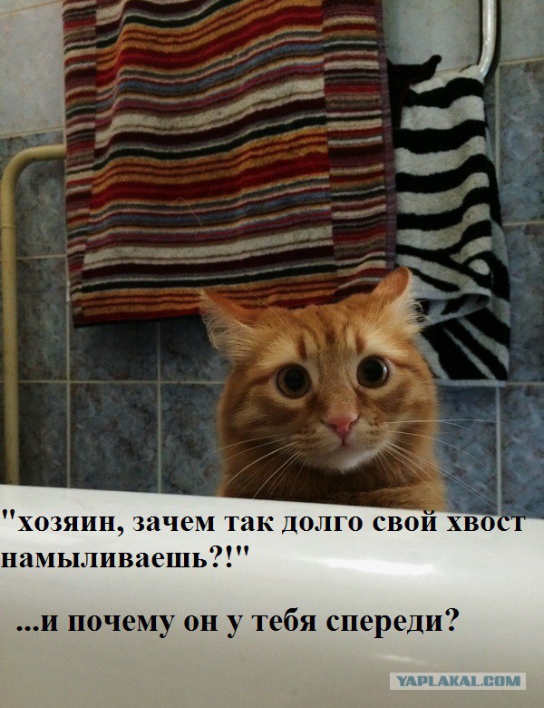 Котовторник 05.07.16