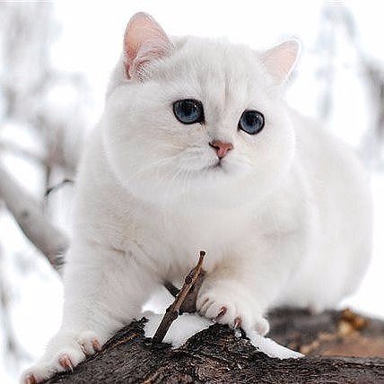 Коты из сети
