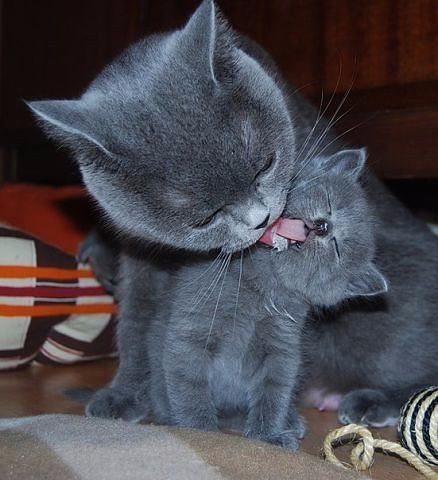 Коты и Кошки