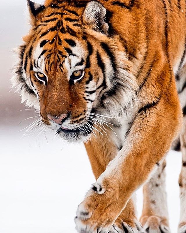 Самые смешные животные