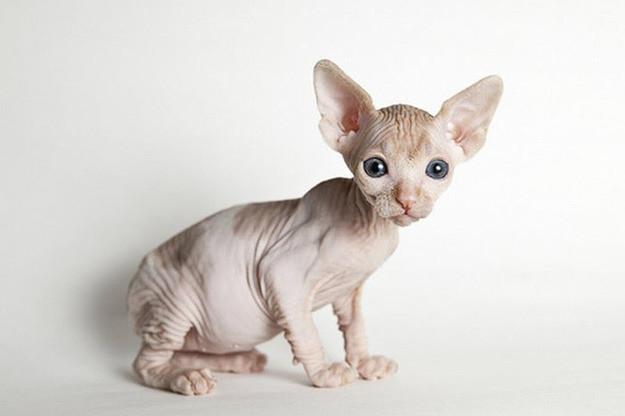 Коты и Кошки